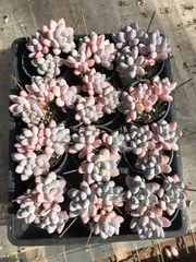 Z1282×15株 ホシカゲジュソウ 抜き苗 多肉植物 アエオニウム エケベリア サボテン 韓国苗 2026/1/26