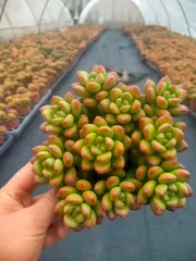 Z1438×24株 マルバマツミドリ 抜き苗 多肉植物 アエオニウム エケベリア サボテン 韓国苗 2026/1/28