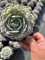 Z1538×18株 ルナレン 抜き苗 多肉植物 アエオニウム エケベリア サボテン 韓国苗 2026/1/29