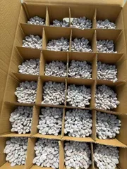 Z1543×12株 モモビジン 抜き苗 多肉植物 アエオニウム エケベリア サボテン 韓国苗 2026/1/29