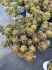 Z1550×12株 マルバマツ 抜き苗 多肉植物 アエオニウム エケベリア サボテン 韓国苗 2026/1/29