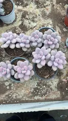 Z1614×18株 モモタマ 抜き苗 多肉植物 アエオニウム エケベリア サボテン 韓国苗 2026/1/30