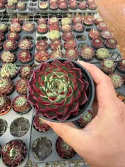 Z1648×24株 ブラックナイト 抜き苗 多肉植物 アエオニウム エケベリア サボテン 韓国苗 2026/1/30