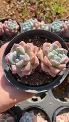 Z1696×12株 チェリーヒョウギョク 抜き苗 多肉植物 アエオニウム エケベリア サボテン 韓国苗 2026/1/30