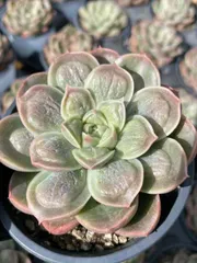 Z168×18株 ドクターストレンジ 抜き苗 多肉植物 アエオニウム エケベリア サボテン 韓国苗 2026/1/30