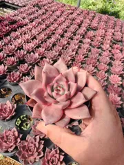 Z1659×24株 ケツラ 抜き苗 多肉植物 アエオニウム エケベリア サボテン 韓国苗 2026/1/30