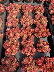 Z1654×24株 ニジノタマニシキ 抜き苗 多肉植物 アエオニウム エケベリア サボテン 韓国苗 2026/1/30