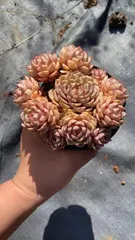 Z1694×12株 オウゴンベンバボウカ 抜き苗 多肉植物 アエオニウム エケベリア サボテン 韓国苗 2026/1/30