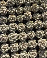 Z1676×32株 チョウニュウ 抜き苗 多肉植物 アエオニウム エケベリア サボテン 韓国苗 2026/1/30