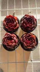 Z1690×18株 レッドライト 抜き苗 多肉植物 アエオニウム エケベリア サボテン 韓国苗 2026/1/30