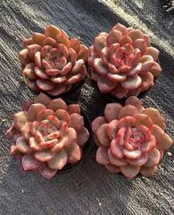 Z1683×40株 リンセツ 抜き苗 多肉植物 アエオニウム エケベリア サボテン 韓国苗 2026/1/30