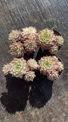 Z1701×18株 マーガレット 抜き苗 多肉植物 アエオニウム エケベリア サボテン 韓国苗 2026/1/30