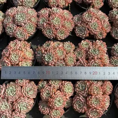 Z1679×20株 ピンクヒメレングン 抜き苗 多肉植物 アエオニウム エケベリア サボテン 韓国苗 2026/1/30