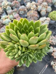 Z2035×12株 ヒガシグモザツ 抜き苗 多肉植物 アエオニウム エケベリア サボテン 韓国苗 2026/2/3