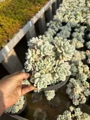 Z2011×8株 ラウルニシキ 抜き苗 多肉植物 アエオニウム エケベリア サボテン 韓国苗 2026/2/3