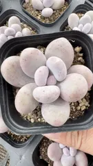 Z2059×50株 モモビジン 抜き苗 多肉植物 アエオニウム エケベリア サボテン 韓国苗 2026/2/3