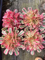 Z1991×6株 ウィッチツイシングン 抜き苗 多肉植物 アエオニウム エケベリア サボテン 韓国苗 2026/2/3