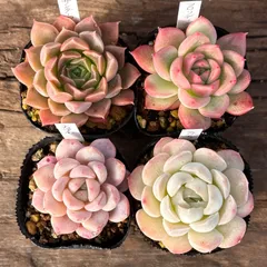 【1-28】多肉植物４点セット（現品限り）