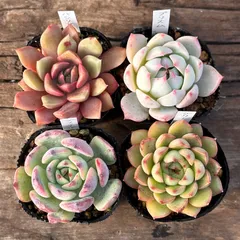 【1-30】多肉植物４点セット（現品限り）