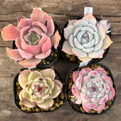 【1-31】多肉植物４点セット（現品限り）