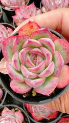 XY50×10株 ロココ 抜き苗 多肉植物 アエオニウム エケベリア サボテン