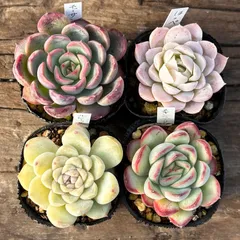 【1-33】多肉植物４点セット（現品限り）