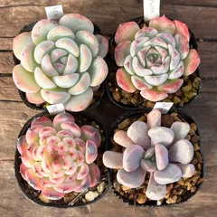 【1-34】多肉植物４点セット（現品限り）