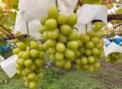 ALOHA様専用　①