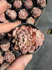 Z855×54株 カワイイアワ 土鉢付き 多肉植物 アエオニウム エケベリア サボテン 韓国苗 2026/1/18