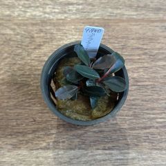 ホシクサsp.クチ（水中葉）2株+おまけ1株 - メルカリ