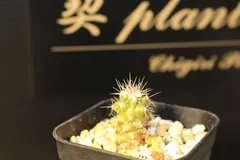 2026年最新】金冠竜の人気アイテム - メルカリ