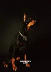 【中古】邦楽CD DOBERMAN INFINITY / 1st SONG[DVD付初回生産限定盤]