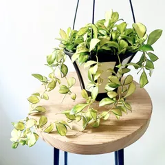 2026年最新】ヘウスケリアナ斑入りの人気アイテム - メルカリ