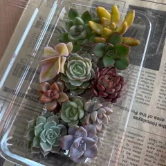 多肉植物　カット苗　寄せ植え　詰め合わせ