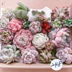 248 多肉植物寄せ植えセット