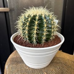 金鯱 キンシャチサボテン 7号寸 ロックガーデン - メルカリ