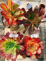 A3 アエオニウム 抜き苗 4種セット 多肉植物 名前付 根っこあり