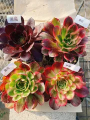 A4 アエオニウム 抜き苗 4種セット 多肉植物 名前付 根っこあり