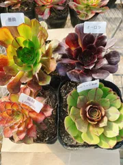 A5 アエオニウム 抜き苗 4種セット 多肉植物 名前付 根っこあり