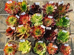 A6アエオニウム 抜き苗 20種セット 多肉植物 名前付 根っこあり