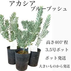 2026年最新】アカシアブルーブッシュの人気アイテム - メルカリ