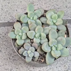 多肉植物　カット苗　だるま秀麗　パリダム寄せ植えセット　8.5センチ缶