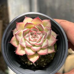 多肉植物 Z1359 ニシキテルセイ 24株 抜き苗 エケベリア セダム