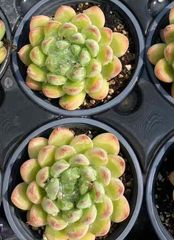 N*y様 M778　キャビア　70株　多肉植物 抜き苗 エケベリア 韓国苗 N*y様 M778 キャビア 70株 多肉植物 抜き苗 エケベリア 韓国苗 M778