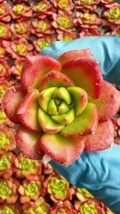 ティア M347×105苗 土付き 新入荷 多肉植物 詰め合わせ エケベリア サボテン 韓国苗