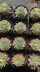 2026年最新】コチョ苗の人気アイテム - メルカリ