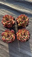 発売中　TM　18株 セット　抜き苗　美苗　エケベリア　多肉植物　佐川発送　Z1728