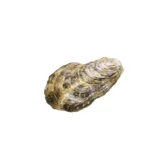 【中古】トレーディングフィギュア マガキ 「NATURE OF JAPAN 日本のいきもの1」