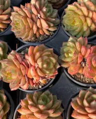 2026年最新】アエオニウム の人気アイテム - メルカリ