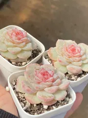 多肉植物　Z464　サザンカ　48株　抜き苗　エケベリア　セダム　アエオニウム　韓国苗　寄せ植え　詰め合わせ